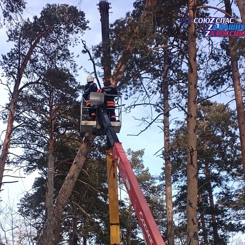 Спасатели АСФ города Барнаула 11 января 2024 года устранили угрозу обрыва электрического кабеля аварийным деревом